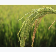 Nông dân hưởng lợi nhờ sản xuất lúa gạo VietGAP