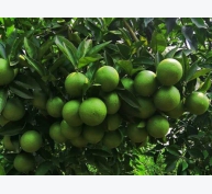 Phân bón lá vi lượng ngăn ngừa, khắc phục bệnh trên cây ăn quả