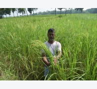 Bangladesh tìm ra giống lúa chống chịu mặn, bão