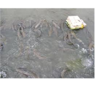 Nông Dân Châu Phú Trúng Giá Cá Lóc Giống