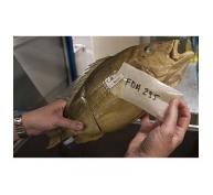 FDA Vi Phạm Nguyên Tắc Khi Cho Phép Cá Minh Thái Nga Được Bán Như Cá Minh Thái Alaska