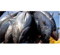 Các Nước Thái Bình Dương Cắt Giảm 50% Đánh Bắt Cá Ngừ Con