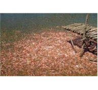 Hiệu Quả Từ Mô Hình Nuôi Cá Diêu Hồng Trong Lồng Trên Sông Tam Kỳ
