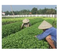 Rau Xã Ninh Đông, Thị Xã Ninh Hòa Đạt Chuẩn Vietgap