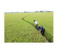 Lúa Chất Lượng Cao Chiếm Tỷ Lệ Trên 70% Trong Vụ Lúa Thu Đông 2014