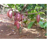 Nông Dân Bến Tre Thu Lãi Cao Từ Cây Cacao