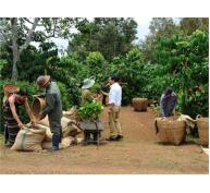 “Nông Trại Nescafé” Tặng 30.000 Cây Cà Phê Giống Cho Người Dân Trồng Cà Phê