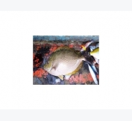 Bền vững nhờ nuôi cá dìa kết hợp tôm sú