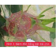 Quyết liệt hơn với bệnh đốm nâu