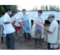 Tập trung khống chế dịch cúm H5N1 tái xuất hiện trên đàn vịt