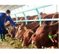 Mô hình chăn nuôi bò Hoàng Anh Gia Lai phấn khởi bước vào giai đoạn II