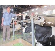 Liên kết khâu yếu trong chăn nuôi bò sữa
