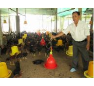 Anh Nguyễn Quốc Kiệt với mô hình chăn nuôi gà theo chuỗi giá trị
