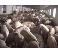 Hiệu quả từ mô hình chăn nuôi Lợn liên kết ở Nghi Xuân