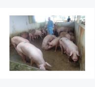 Đồng Nai, Tây Ninh xử phạt nhiều cơ sở chăn nuôi sử dụng chất cấm