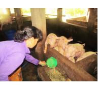 Khánh Hòa chưa phát hiện chất cấm trong chăn nuôi