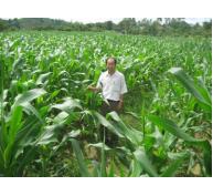 Chuyển đổi trồng ngô trên đất lúa thiếu nước 