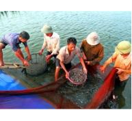  Phát triển nuôi đa dạng thủy sản