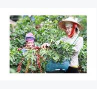Diện tích cà phê, hồ tiêu tại Đắk Lắk vượt xa so quy hoạch