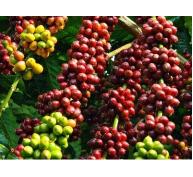 Giá cà phê trong nước ngày 04/09/2015 tăng trở lại 200 ngàn đồng/tấn