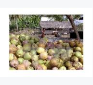 Nhà vườn Trà Vinh phấn khởi vì giá dừa khô bất ngờ tăng mạnh