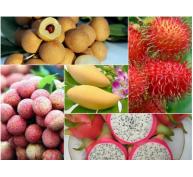 Những trái ngon đất Việt đắt hàng xuất ngoại