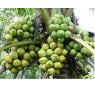 Nhiều nông dân Trà Vinh trở thành triệu phú nhờ trồng dừa sáp