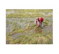 Hàng ngàn ha lúa thiệt hại vì mưa lớn