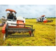 Thu hoạch lúa Hè Thu được 221.610 ha