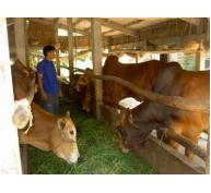 Phát triển chăn nuôi bò vỗ béo - Hướng đi mới cho người chăn nuôi