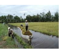 Nâng cao hiệu quả sản xuất tôm lúa ở ĐBSCL