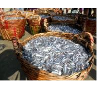 Ngư dân huyện U Minh được mùa cá cơm
