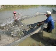 Năng suất cá nuôi thâm canh tăng 3 tấn/ha