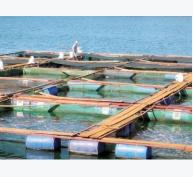 Phát triển bền vững ngành thủy sản cần tháo gỡ bất cập từ thể chế