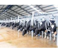 Sẽ bán cổ phần nhà máy sữa bò cho nông dân