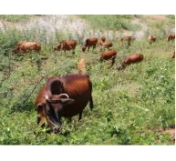 Tăng cường công tác phòng, chống bệnh lở mồm long móng trên đàn gia súc
