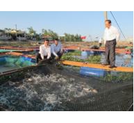 Nuôi cá chẽm trong lồng hướng nuôi trồng thủy sản hiệu quả