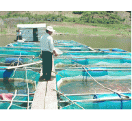 Nông dân Lý Nhân - Hà Nam đẩy mạnh nuôi cá lồng trên sông Hồng