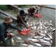 Tăng cường quản lý, sản xuất nuôi cá tra năm 2015 