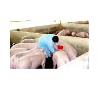 Phát hiện thêm 1 hộ chăn nuôi heo sử dụng chất cấm