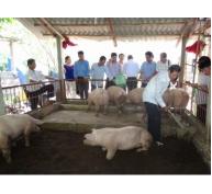 Nuôi lợn trên đệm lót sinh học hiệu quả tại Hương An