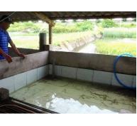 Nuôi lươn không bùn một hướng làm ăn mới ở Quảng Yên Quảng Ninh