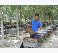 Vất vả nghề nuôi ong lấy mật