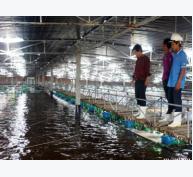 284 tỉ đồng đầu tư dự án ứng dụng công nghệ cao trong nuôi tôm tại Phù Cát (Bình Định)