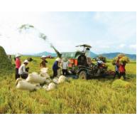 Hà Nội quy hoạch phát triển sản xuất lúa theo hướng bền vững