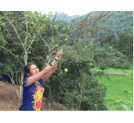 Giải pháp nào khắc phục tình trạng sâu bệnh hại cây cam, quýt ở Quang Thuận