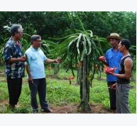 Trồng thành công thanh long ruột đỏ