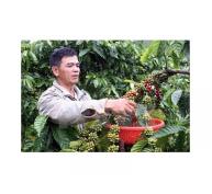 Nông dân trồng cà phê không mặn mà với gói hỗ trợ 3.000 tỷ đồng