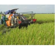 Toàn tỉnh thu hoạch được hơn 32.000 ha lúa mùa