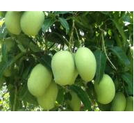 PGS.TS Nguyễn Minh Châu, nguyên Viện trưởng Viện cây ăn quả miền Nam tổ chức sản xuất xoài như Nhật Bản, Đài Loan